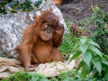 Chester Zoo